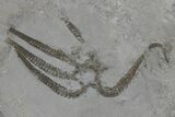 Silurian Fossil Trilobite and Brittle Star Plate - New York #295531-2